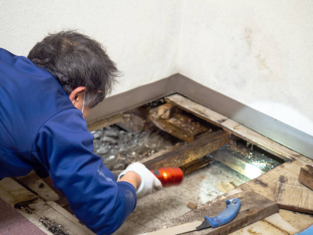 Best Best Mold Removal Companies  in Weiser, ID