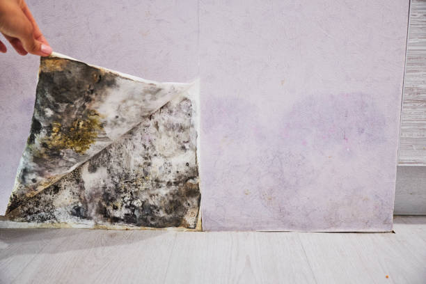 Best Mold Inspection  in Weiser, ID